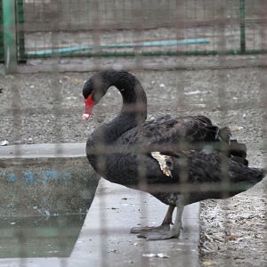 Black Swan( Mashhad Zoo)