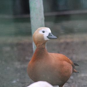 Ruddy Shelduck( Mashhad Zoo)