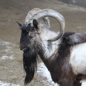 persian bezoar ibex male( Mashhad Zoo)