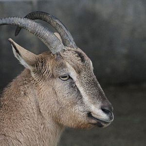 persian bezoar ibex female( Mashhad Zoo)