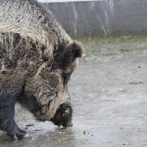 Wild boar( Mashhad Zoo)