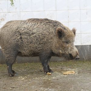 Wild boar( Mashhad Zoo)