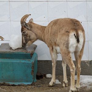 female urial sheeps( Mashhad Zoo)