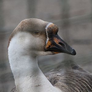 Egyptian Goose( Mashhad Zoo)