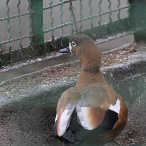 name? ( Mashhad Zoo)