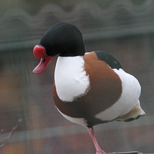 name ? ( Mashhad Zoo)