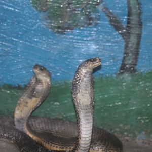 Cobra(Mashhad zoo)