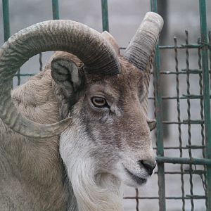 urial sheep(Mashhad zoo)