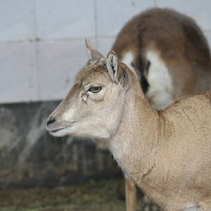 urial sheep(Mashhad zoo)