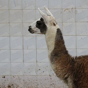 Lama(Mashhad zoo)