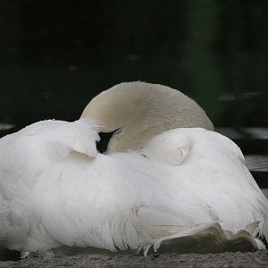 Mute swan(Mashhad zoo)