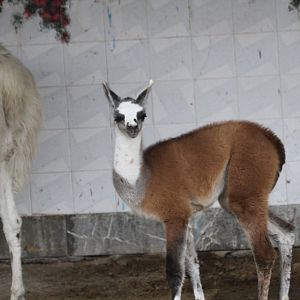 Lama(Mashhad zoo)