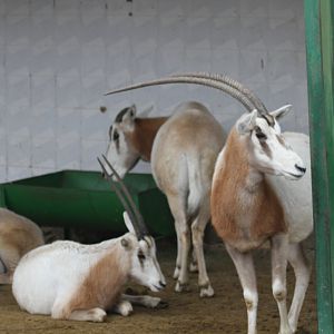 dammah oryx(Mashhad zoo)