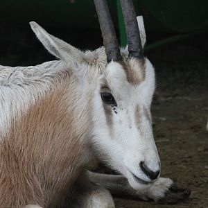 dammah oryx(Mashhad zoo)