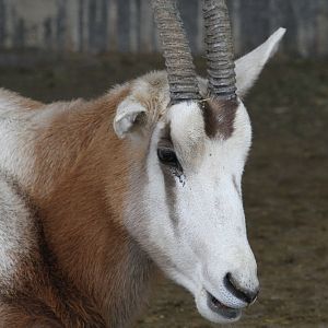 dammah oryx (Mashhad zoo)