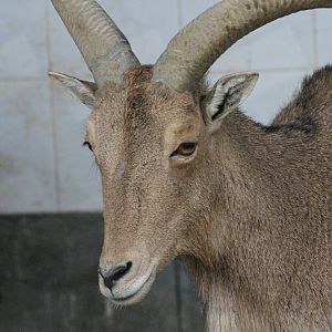 barbary sheep (Mashhad zoo)