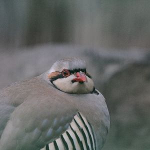 Chukar Partridge (Mashhad zoo)