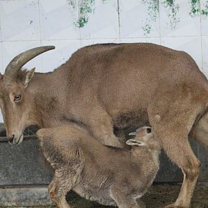 barbary sheep (Mashhad zoo)