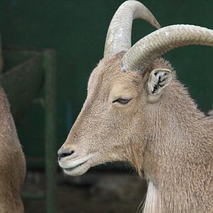 barbary sheep (Mashhad zoo)