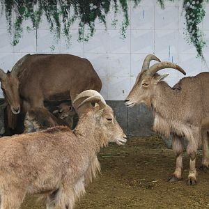 barbary sheep (Mashhad zoo)
