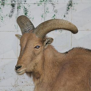 barbary sheep(Mashhad zoo)