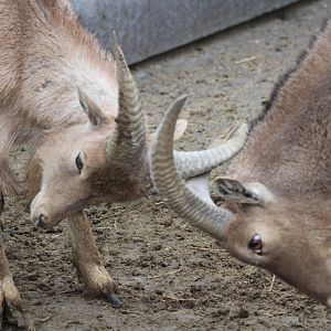 barbary sheep(Mashhad zoo)