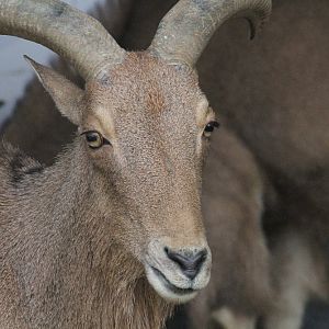barbary sheep (Mashhad zoo)