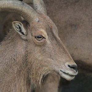 barbary sheep (Mashhad zoo)