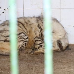 Striped hyena (Mashhad zoo)