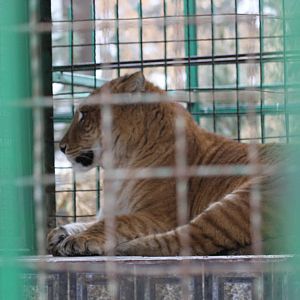 Tiglon female(mashhad zoo)