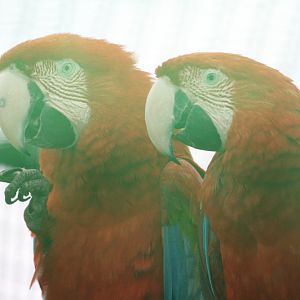 Scarlet Macaw(mashhad zoo)