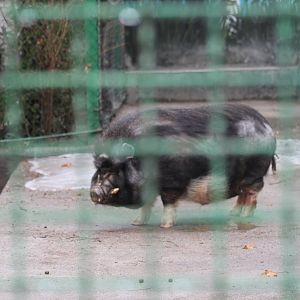 Domesticated pigs(mashhad zoo)