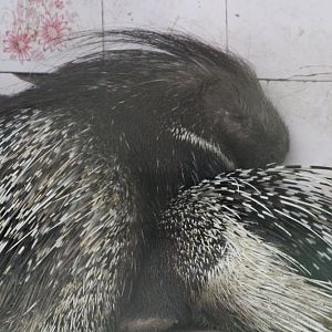 Indian porcupine(mashhad zoo)