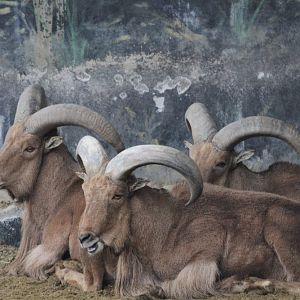 male barbary sheeps(mashhad zoo)