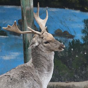 Persian fallow deer +European fallow deer hybrid(mashhad zoo)