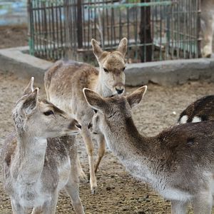 Persian fallow deer +European fallow deer hybrid(mashhad zoo)