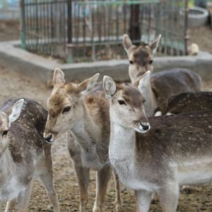 Persian fallow deer +European fallow deer hybrid(mashhad zoo)