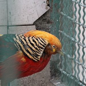 Pheasant (mashhad zoo)