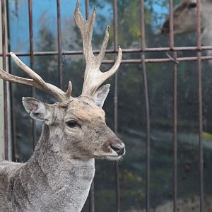 Hybrid deer(mashhad zoo)