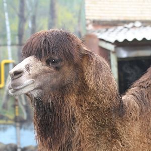 Bactrian camels(mashhad zoo)