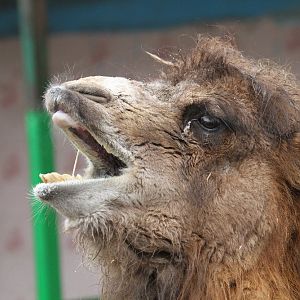 Bactrian camels(mashhad zoo)