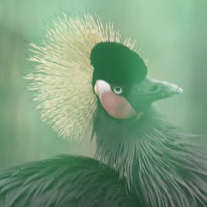Black Crowned Crane (mashhad zoo)