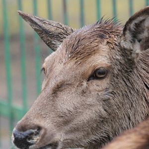 European red deer(mashhad zoo)