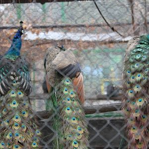 Indian Blue Peacock(mashhad zoo)