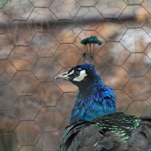 Indian Blue Peacock(mashhad zoo)