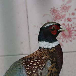 Pheasant(mashhad zoo)