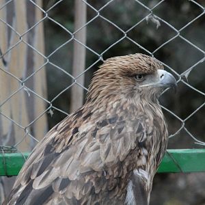 Imperial Eagle(mashhad zoo)