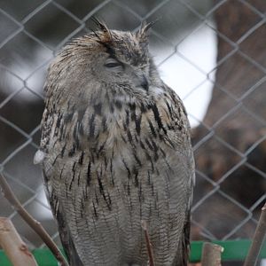 Eurasian Eagle Owl( MashhadZoo)