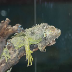 Green Iguana ( MashhadZoo)