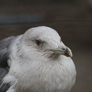 Larus ( MashhadZoo)